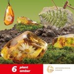 EDUMAN Amber Dig Kit - 6 Artificial Plant Resin Specimens, Biology Fossil Excavation Set with Natural Amber, STEM Inspired Educational Toy for Kids Ages 6-12, Birthday Easter Gift for Boys & Girls