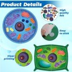 VercanMonth 2 Set Giant Felt Animal and Plant Cell Anatomy Model Kits Early Biology Cell Model Life Science Toys Animal Plant Bacteria Science Kit for Boys Girls Classroom Educational Learning