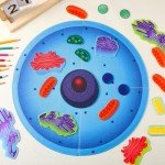 VercanMonth 2 Set Giant Felt Animal and Plant Cell Anatomy Model Kits Early Biology Cell Model Life Science Toys Animal Plant Bacteria Science Kit for Boys Girls Classroom Educational Learning