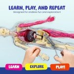 Human Anatomy Squishy Body Model - Science Kits for Kids Ages 4-8 - STEM Toys for 4 5 6 7 8 Year Old Boy Birthday Gift - Learning Educational Toys for Ages 5-7 Boys - Easter Gifts - Skeleton Parts