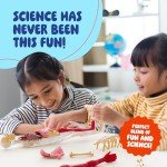 Human Anatomy Squishy Body Model - Science Kits for Kids Ages 4-8 - STEM Toys for 4 5 6 7 8 Year Old Boy Birthday Gift - Learning Educational Toys for Ages 5-7 Boys - Easter Gifts - Skeleton Parts