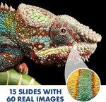 Educational Insights GeoSafari Jr. Kidscope, Kids Microscope, STEM Toy, Gift for Boys & Girls, Ages 5+