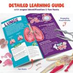 Human Anatomy Squishy Body Model - Science Kits for Kids Ages 4-8 - STEM Toys for 4 5 6 7 8 Year Old Boy Birthday Gift - Learning Educational Toys for Ages 5-7 Boys - Easter Gifts - Skeleton Parts