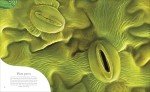 The Secret World of Plants: Tales of More Than 100 Remarkable Flowers, Trees, and Seeds (DK Treasures)