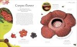 The Secret World of Plants: Tales of More Than 100 Remarkable Flowers, Trees, and Seeds (DK Treasures)