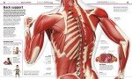 Knowledge Encyclopedia Human Body! (DK Knowledge Encyclopedias)
