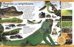 First Animal Encyclopedia: A First Reference Guide to the Animals of the World (DK First Reference)