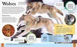 Children's Encyclopedia of Animals: Take a Walk on the Wild Side! (Arcturus Children's Reference Library, 3)