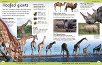 First Animal Encyclopedia: A First Reference Guide to the Animals of the World (DK First Reference)