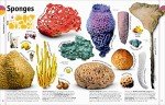 The Animal Book: A Visual Encyclopedia of Life on Earth (DK Our World in Pictures)