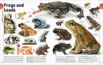 The Animal Book: A Visual Encyclopedia of Life on Earth (DK Our World in Pictures)