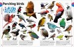 The Animal Book: A Visual Encyclopedia of Life on Earth (DK Our World in Pictures)