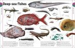 The Animal Book: A Visual Encyclopedia of Life on Earth (DK Our World in Pictures)