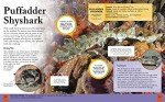 Children's Encyclopedia of Sharks (Arcturus Children's Reference Library)