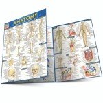 Anatomy QuickStudy Laminated Reference Guide (QuickStudy Academic)