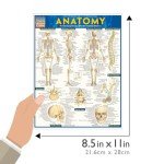 Anatomy QuickStudy Laminated Reference Guide (QuickStudy Academic)