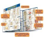 Anatomy QuickStudy Laminated Reference Guide (QuickStudy Academic)