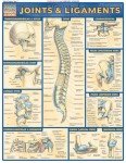 Joints & Ligaments QuickStudy Laminated Reference Chartce (QuickStudy Academic)