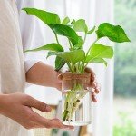 Mini Hydroponic Flower Pot Transparent Terrarium Glass Soilless Green Plant Vase Garden Living Room Home Tabletop Decorations
