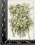 UOKWIWI 50 pcs White Baby's Breath Real Natural Dried Pressed Flowers for Resin Art Craft DIY Making Wedding Card Home Party Decor