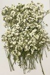 UOKWIWI 50 pcs White Baby's Breath Real Natural Dried Pressed Flowers for Resin Art Craft DIY Making Wedding Card Home Party Decor