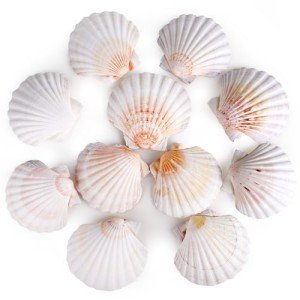 8 PCS 4-4.5 Inch Natural White Scallop Shells Sea Shells for DIY Craft Home Décor