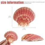 8 PCS 4-4.5 Inch Natural White Scallop Shells Sea Shells for DIY Craft Home Décor