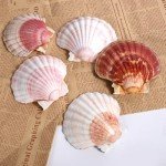 8 PCS 4-4.5 Inch Natural White Scallop Shells Sea Shells for DIY Craft Home Décor