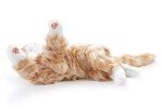 Lifelike Animatronic Cat for Seniors - Orange Tabby