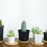 6-Pack 3.9-Inch Cork Coasters for Drinks and Plants