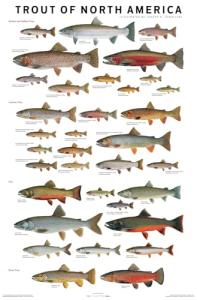 North America Trout Art Poster for Man Cave