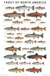 North America Trout Art Poster for Man Cave