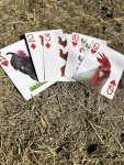 Crazy Chicken Lady Playing Cards for Fun!