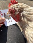 Crazy Chicken Lady Playing Cards for Fun!
