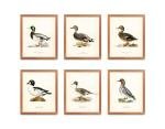 ATOZSTUDIO Vintage Duck Wall Art Prints - Set of 6 Posters // Man Cave Antique Animal Decor // Gift for Men for Hunter // Lake House or Hunting Camp Wall Decor (8x10) 6_2_st6