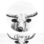 Longhorn Cow Canvas Art for Man Cave Decor