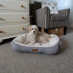 Charlie Range Medium Washable Dog Bed - Grey & Cream