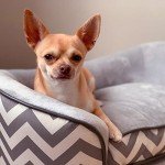 Plush Fur Dog Sofa with Wooden Frame - Gray
