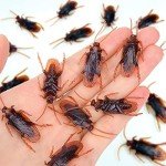 Realistic Fake Cockroaches for Pranks and Jokes