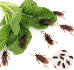 Realistic Fake Roach Prank - Scary Joke Toy