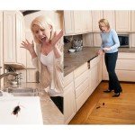 Realistic Fake Cockroaches for Pranks and Jokes