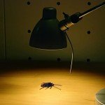 Realistic Fake Cockroaches for Pranks and Jokes