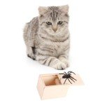Rubber Spider Surprise Box for Fun Pranks