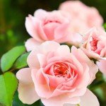 Herbal Essences Rose Hips Shampoo for Shiny Hair