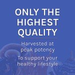 Mushroom Immune Support Powder - 7 Species Blend