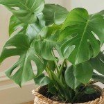 Monstera Swiss Cheese Plant - Air-Purifying Beauty