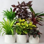 Pet-Friendly Indoor Plants in Ceramic Pots