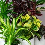 Pet-Friendly Indoor Plants in Ceramic Pots