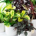 Pet-Friendly Indoor Plants in Ceramic Pots