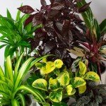 Pet-Friendly Indoor Plants in Ceramic Pots